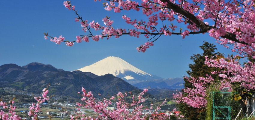 Japan Cherry Blossoms2